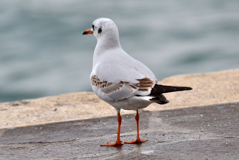 Chroicocephalus ridibundus